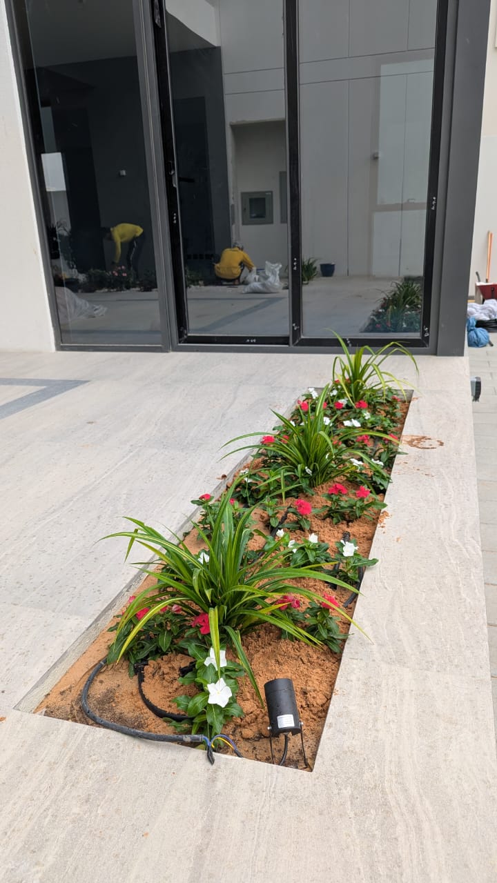 Plant Renovation - Green Look