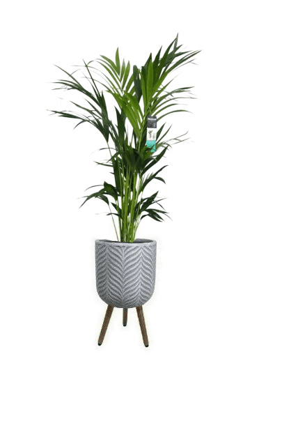 Plantssouq Professional Services